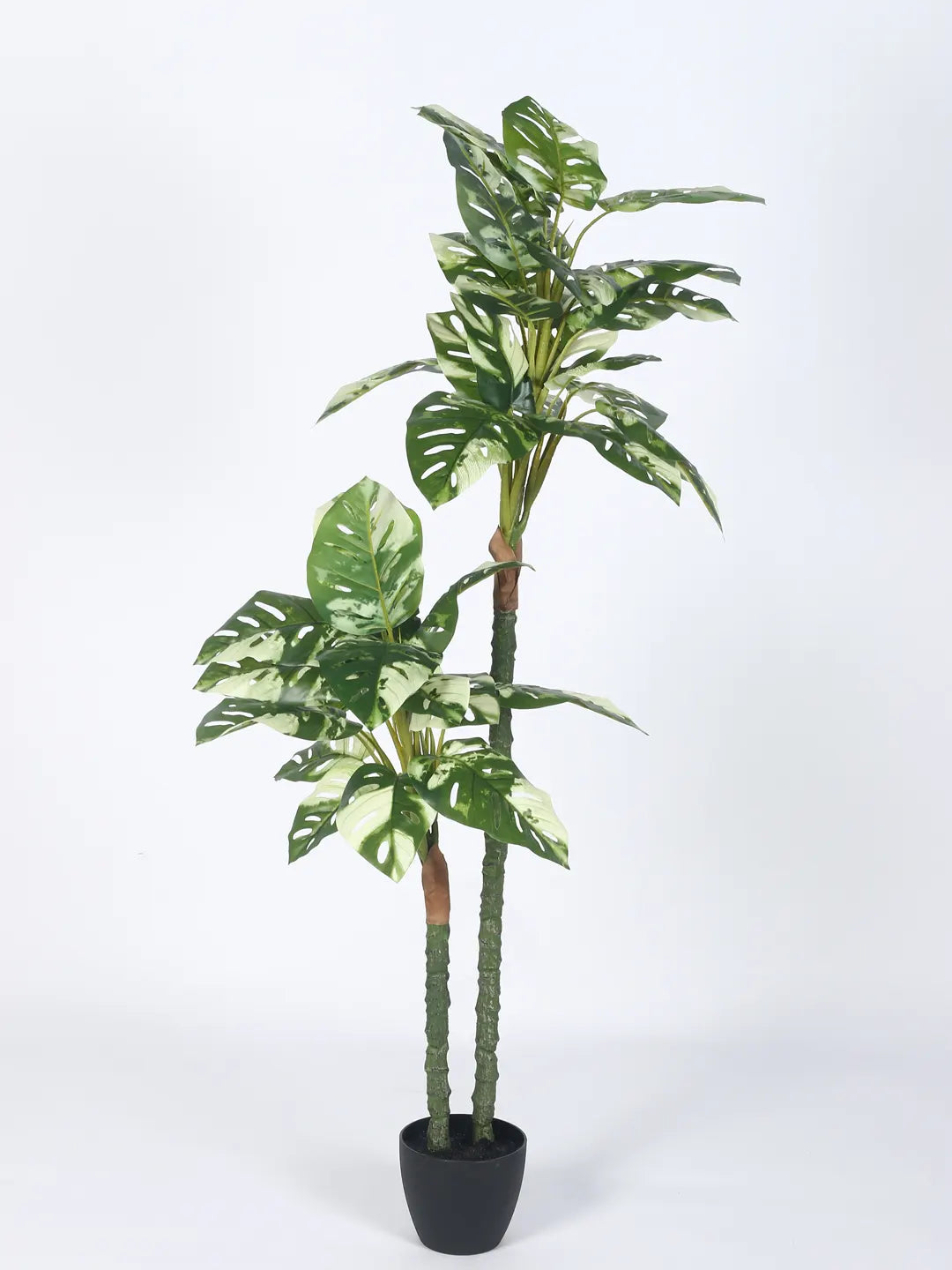 Artificial Variegated Dual Monstera Plant with Basic Black Pot - 140 cm Tall Green