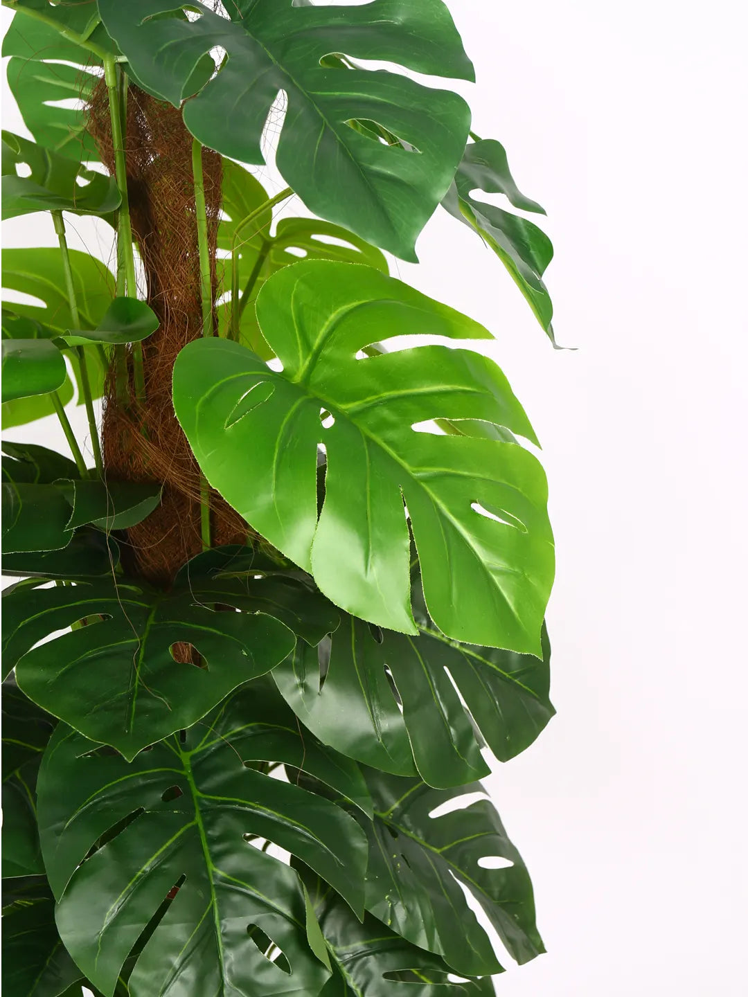 Artificial Dual Monstera Plant with Basic Black Pot - 120 cm Tall Green