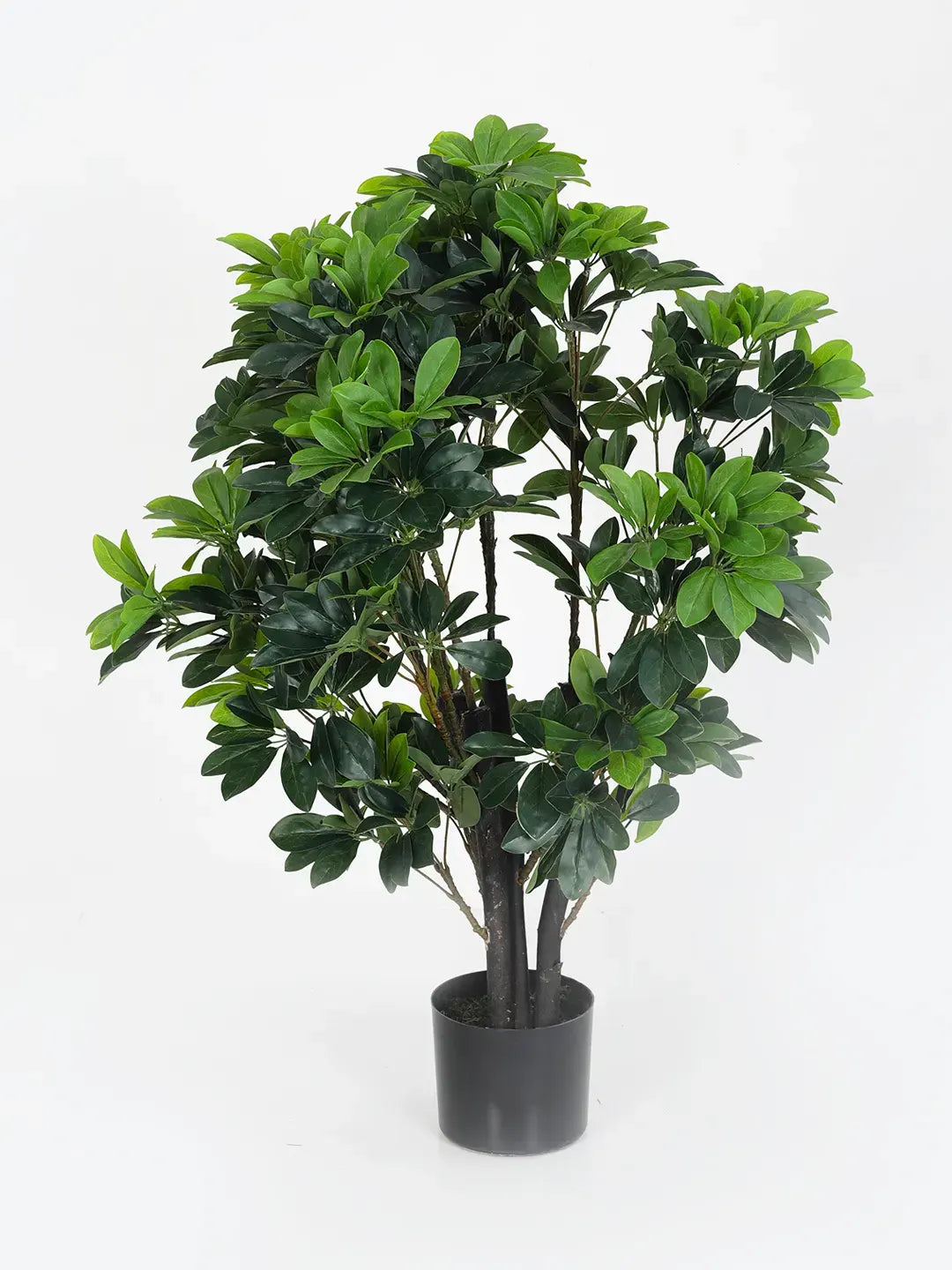 Artificial Schefflera Plant with Basic Black Pot - 100 cm Tall, Green