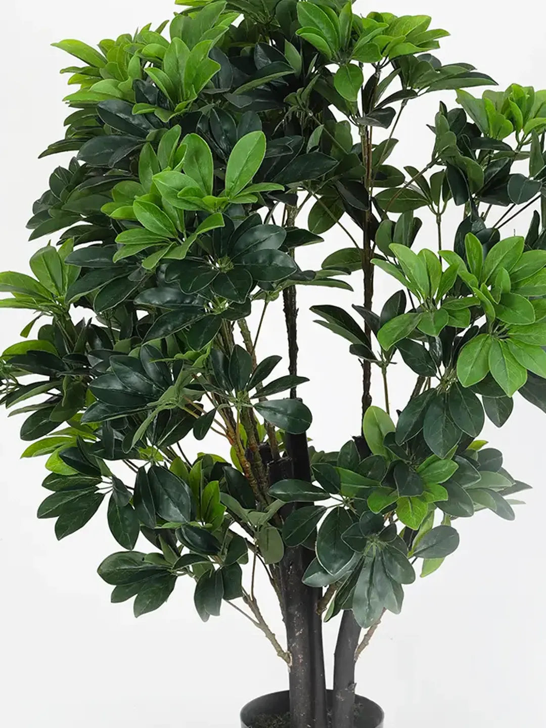 Artificial Schefflera Plant with Basic Black Pot - 100 cm Tall, Green