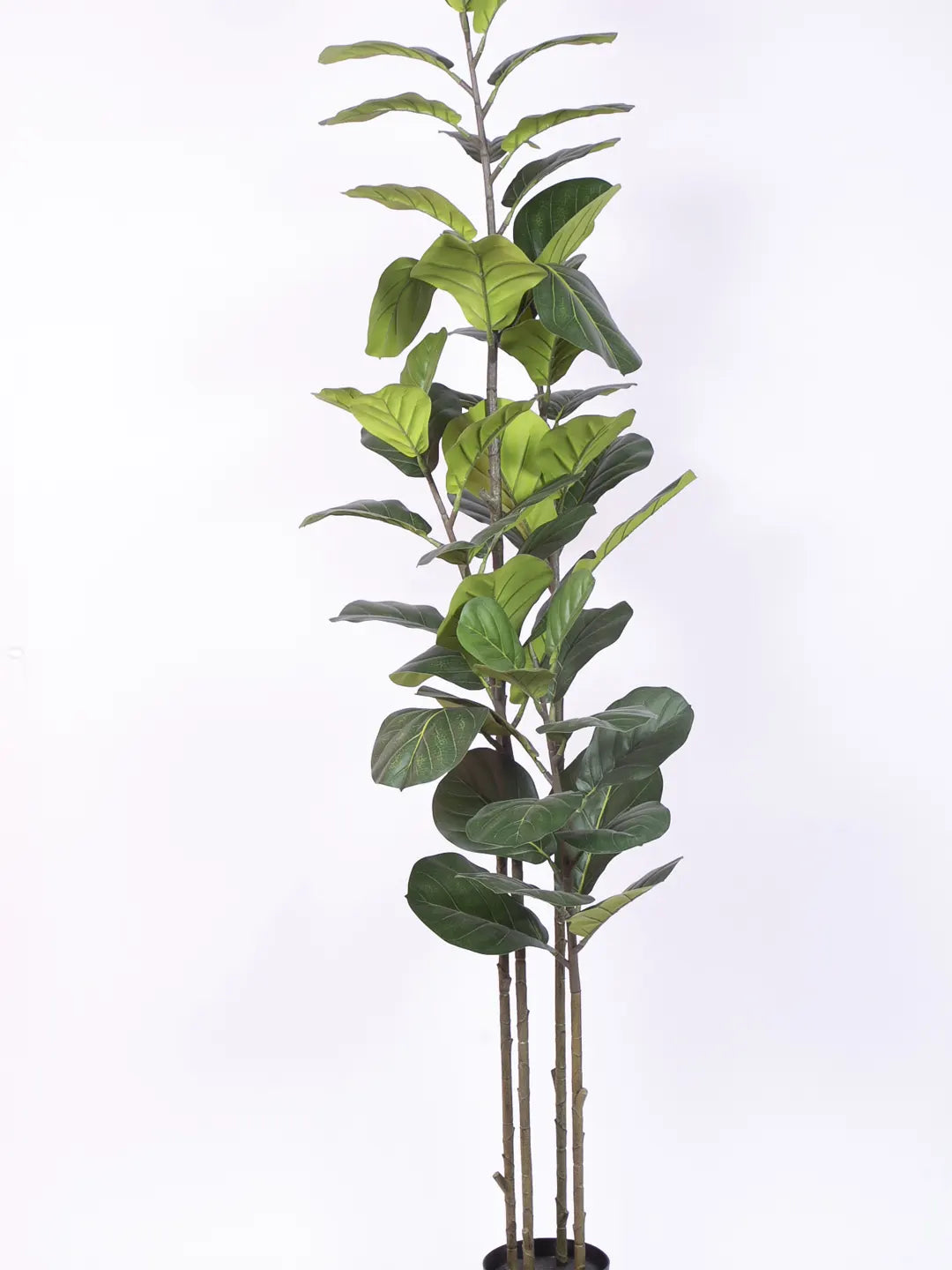 Artificial Evergreen Fiddle Leaf Fig Potted Plants Natural Faux Plants - 180 cm Tall