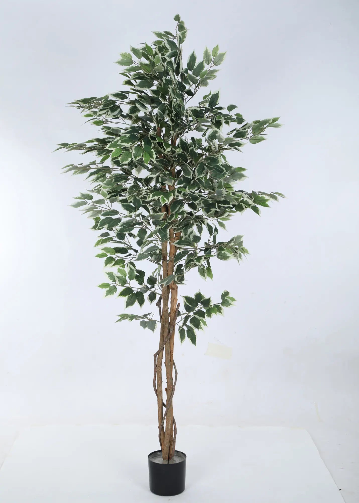 Artificial Variegated Dried Ficus Plant with Basic Black Pot - 6 Feet Tall Green Leaves