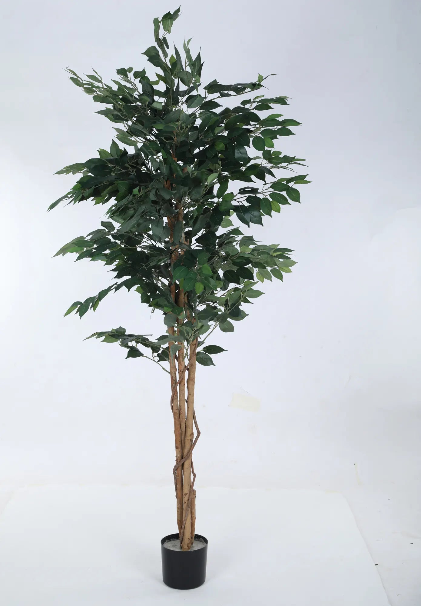 Artificial Green Dried Ficus Plant with Basic Black Pot - 6 Feet Tall Green Leaves