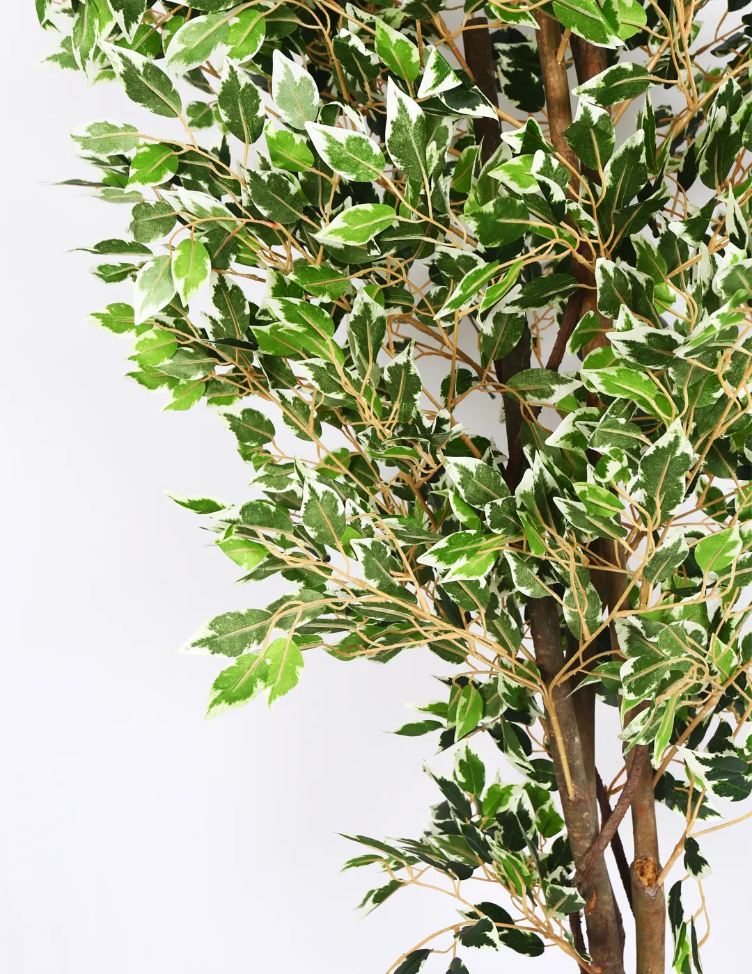 Artificial Dried Variegated Ficus Plant with Basic Black Pot - 160 cm Tall Tall Green Leaves
