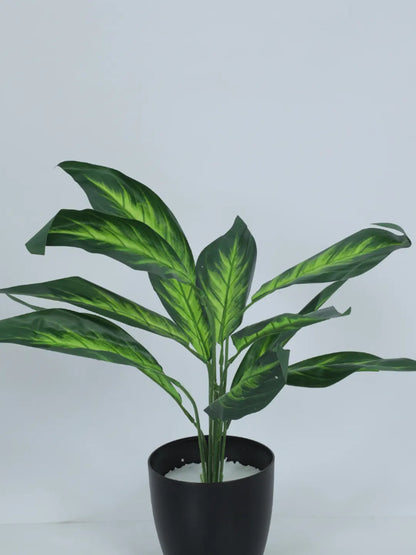 Artificial Green Dieffenbachia Plant (12 Leaves with Basic Black Pot 45 Cm Tall)
