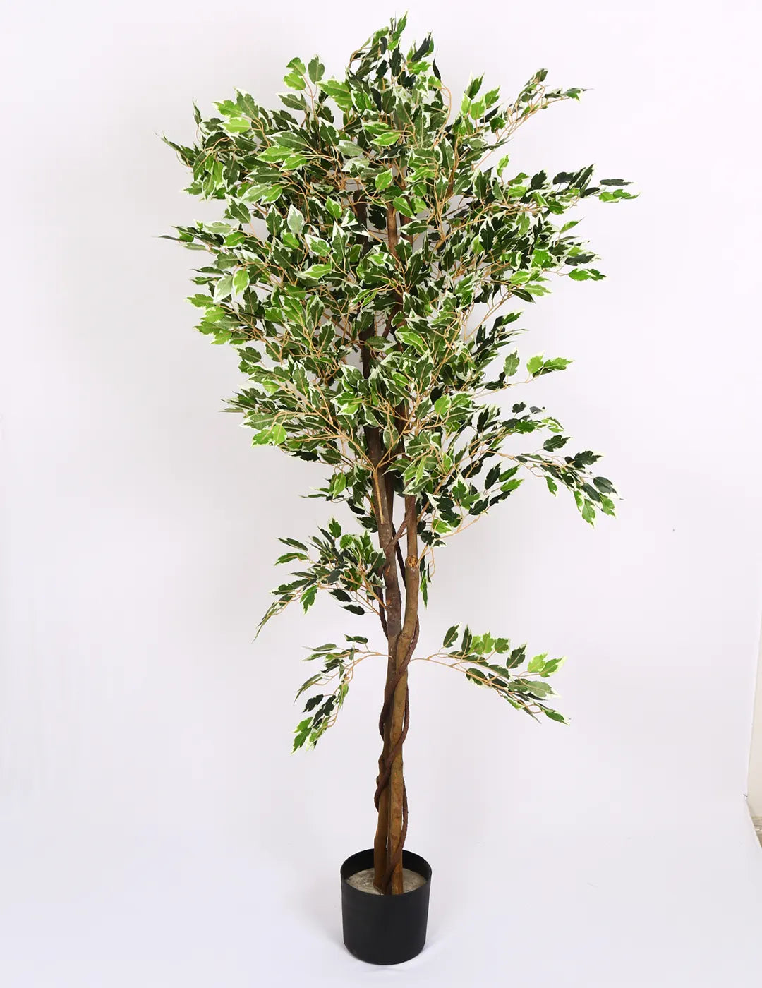Artificial Dried Variegated Ficus Plant with Basic Black Pot - 160 cm Tall Tall Green Leaves
