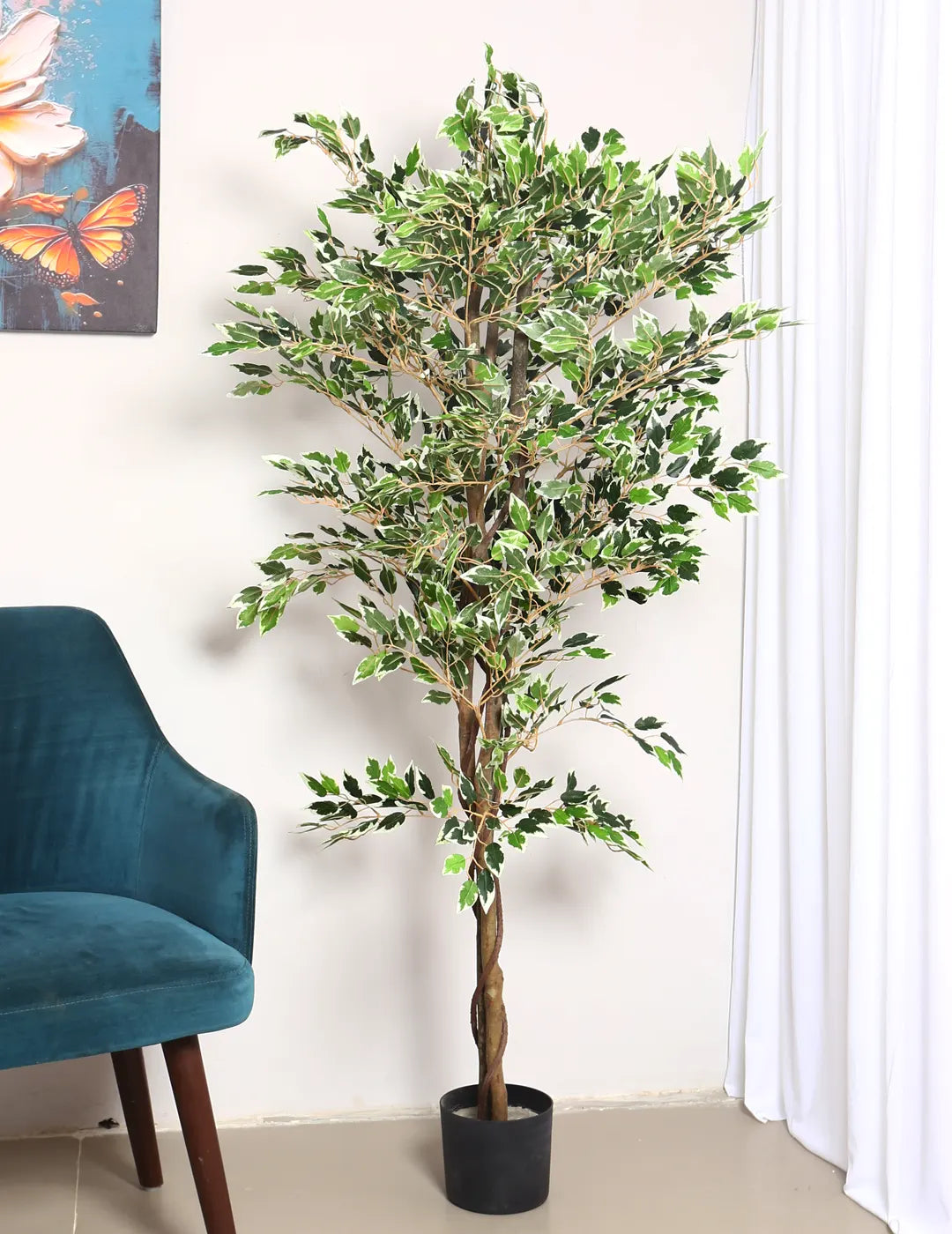 Artificial Dried Variegated Ficus Plant with Basic Black Pot - 160 cm Tall Tall Green Leaves