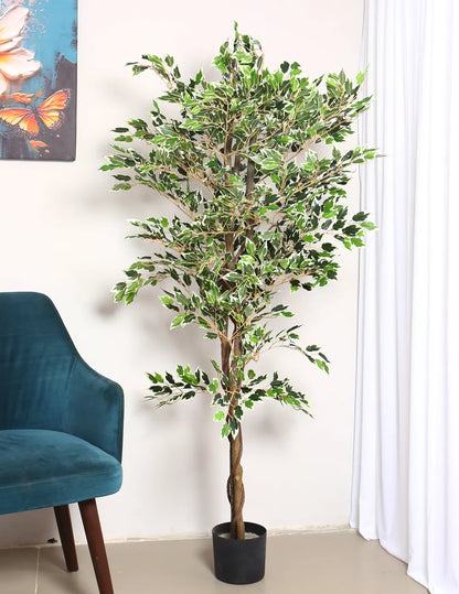 Artificial Dried Variegated Ficus Plant with Basic Black Pot - 160 cm Tall Tall Green Leaves