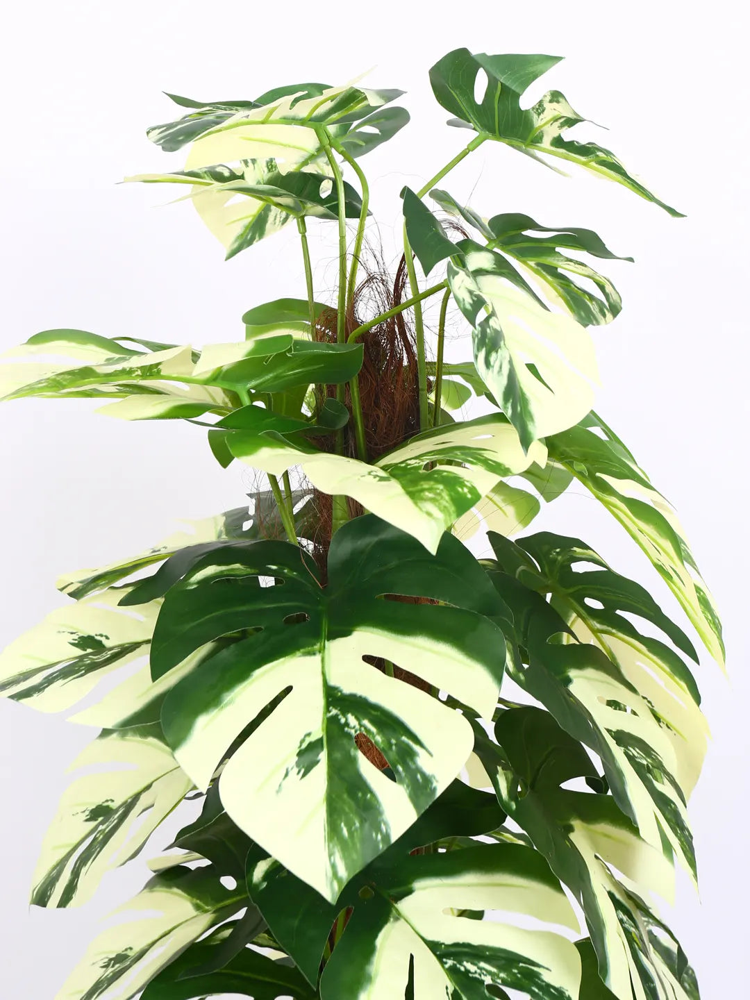 Artificial Variegated Dual Monstera Plant with Basic Black Pot - 120 cm Tall Green