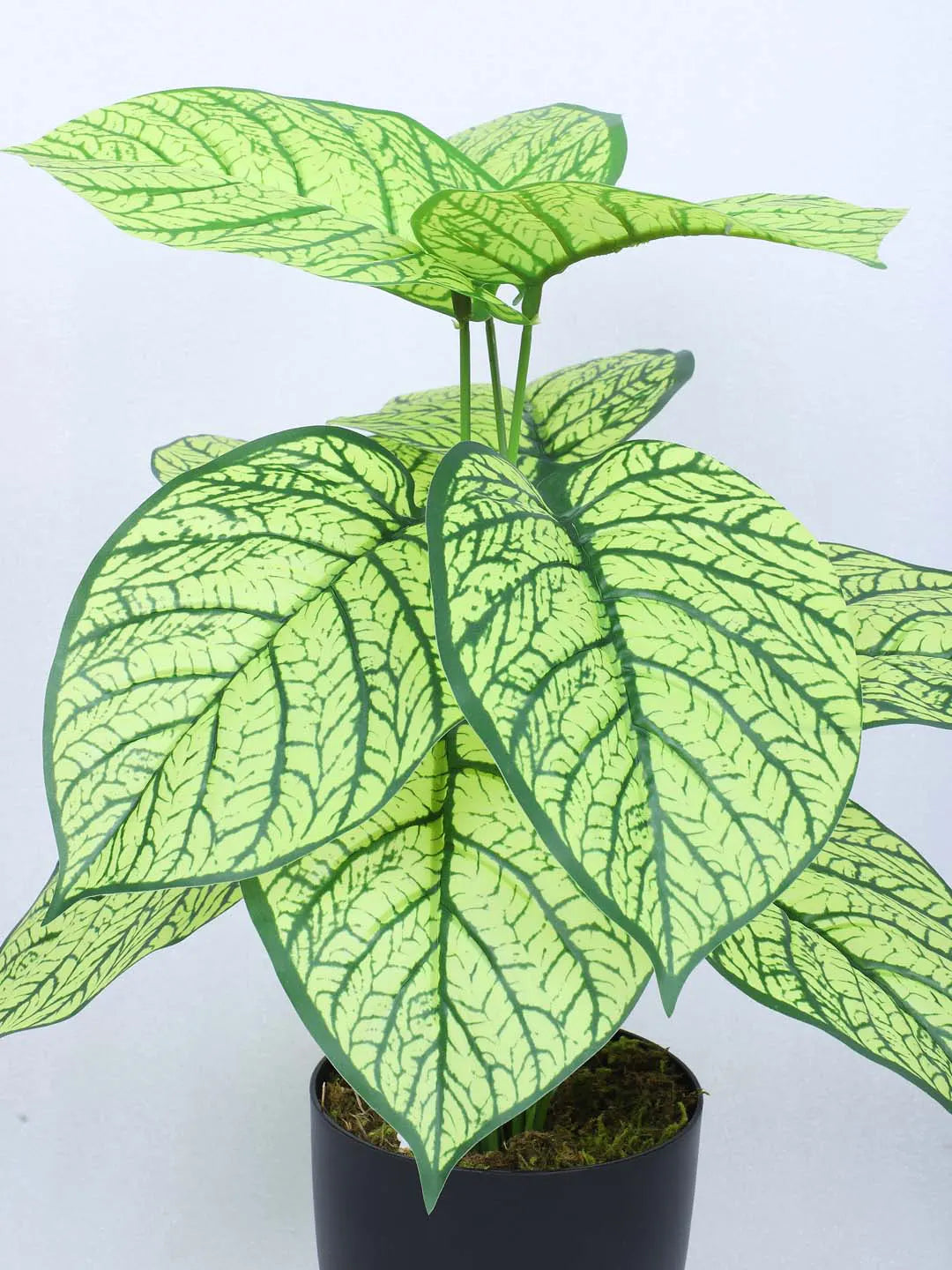 Artificial Miniature PVC Silk Caladium Leaf Floor Plant with Pot (12 Leaves, 55 cm Tall, Yellow)