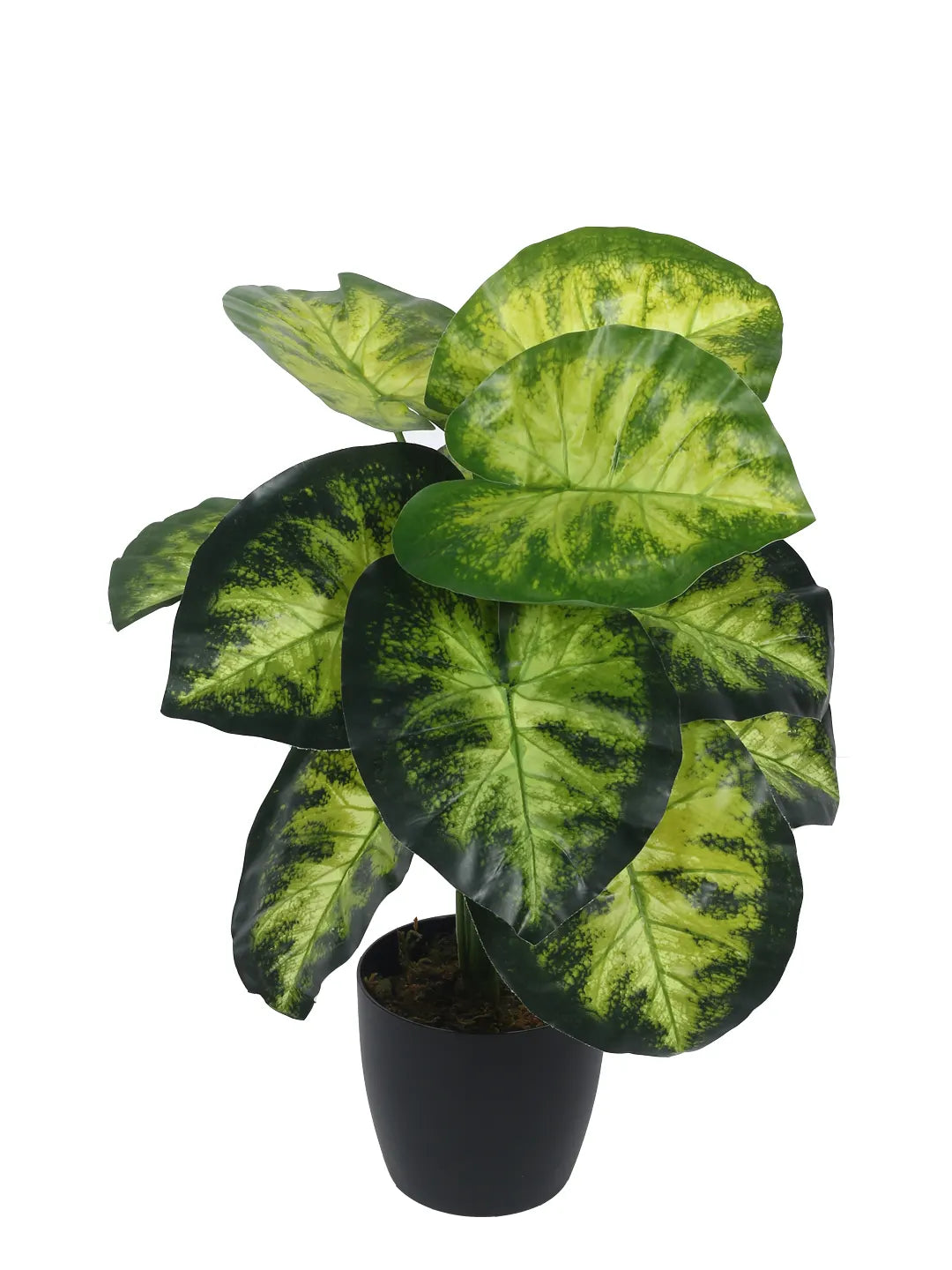 Artificial Dieffenbachia Leaf Plants for with Pot (12 Leaves, 55 cm Tall, Green/Yellow)