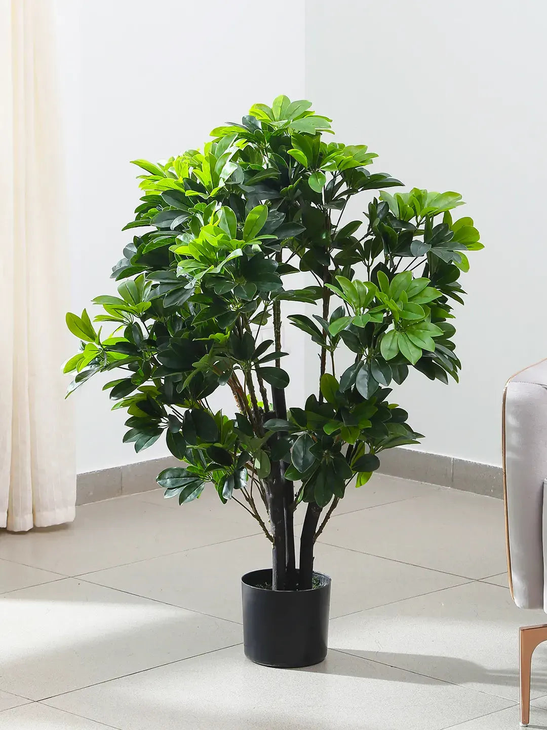 Artificial Schefflera Plant with Basic Black Pot - 100 cm Tall, Green