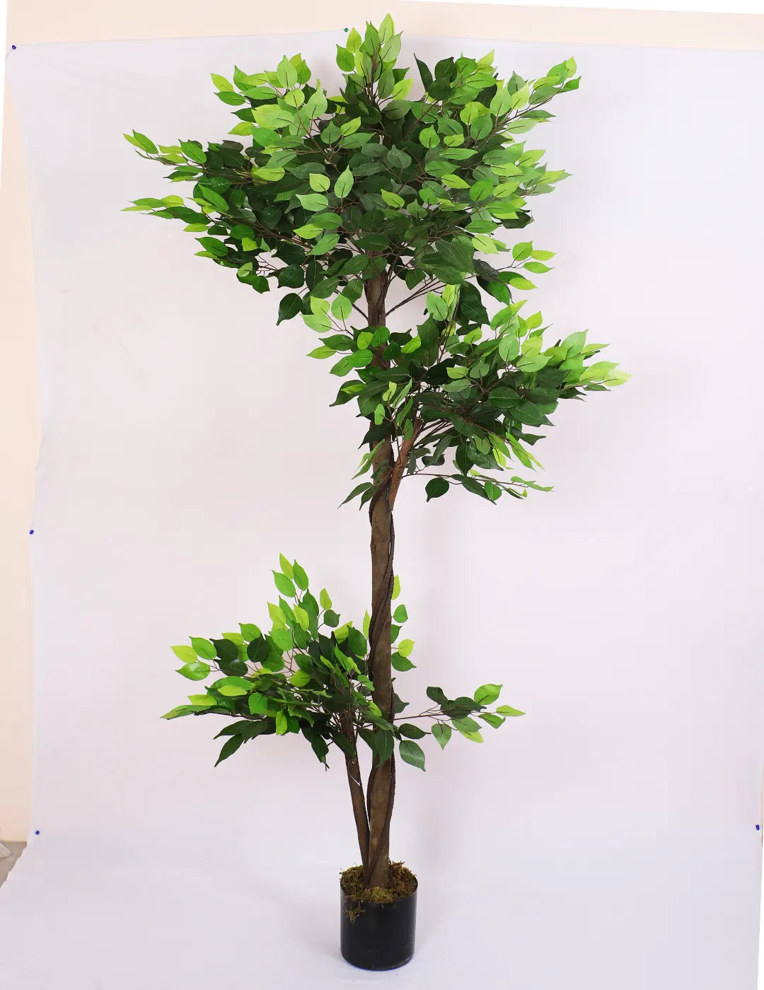 Artificial Green Dried Ficus Plant with Basic Black Pot - 6 Feet Tall Green Leaves