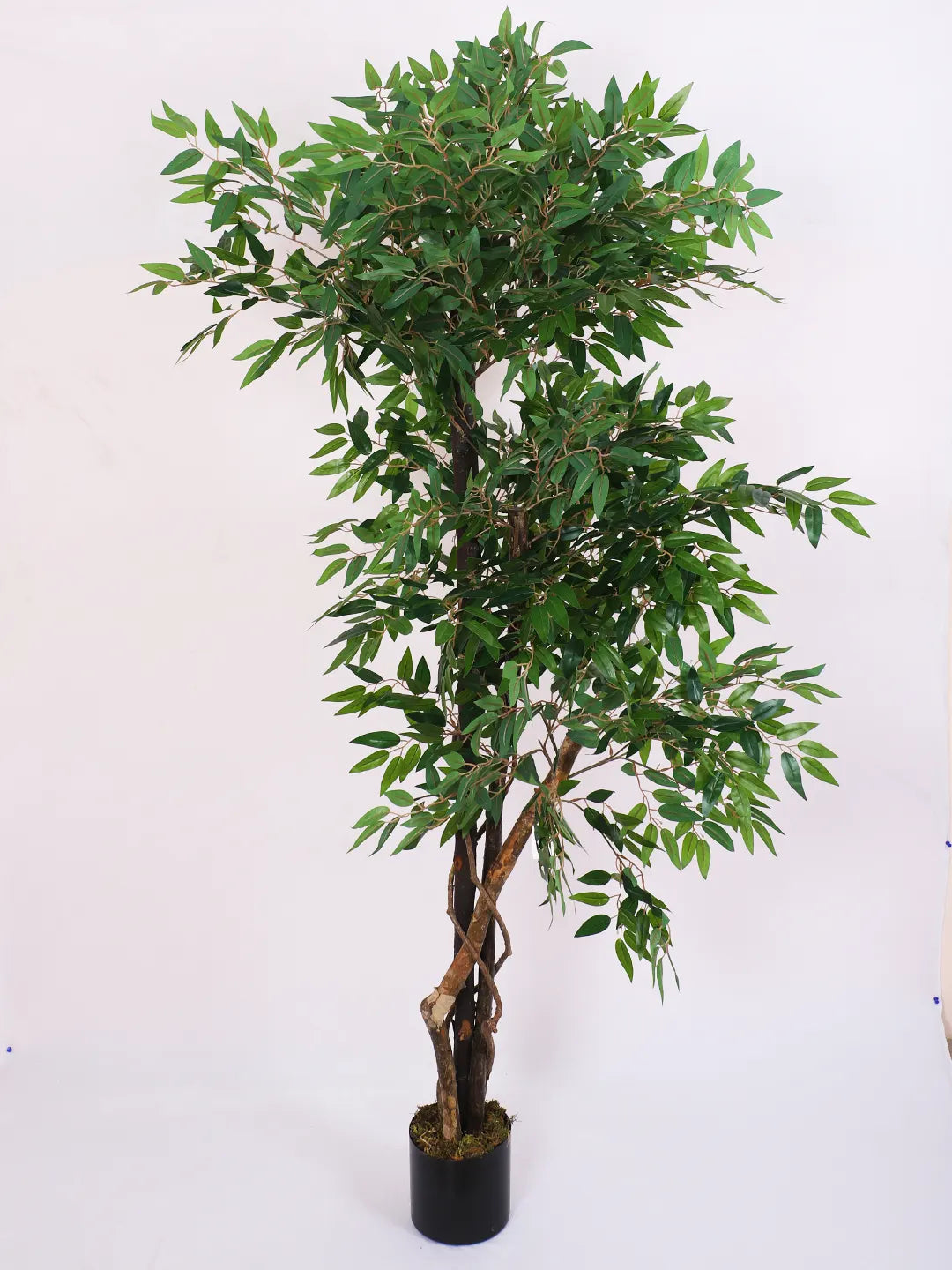 Artificial Midas Ruscus Lush Plant with Basic Black Pot - 6 Feet Tall