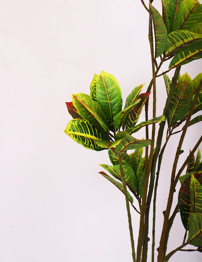 Artificial Multicolor Croton Grandiose Ficus Plant with Basic Black Pot - 6 Feet
