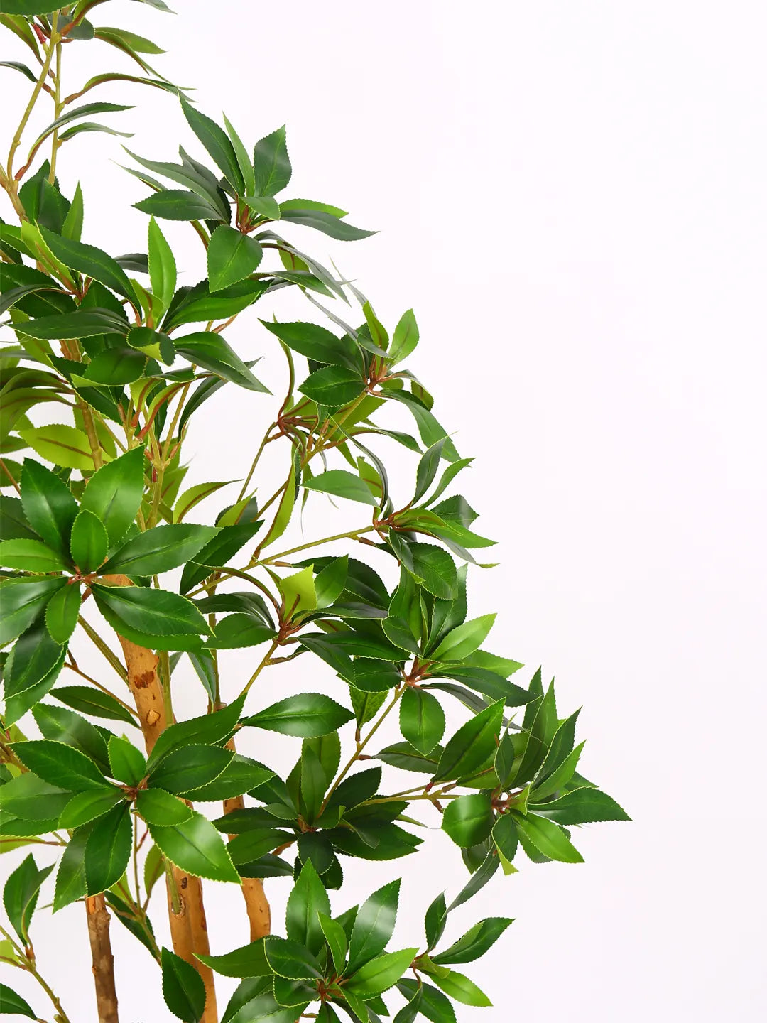 Artificial Midas Ruscus Lush Plant with Basic Black Pot - 5 Feet