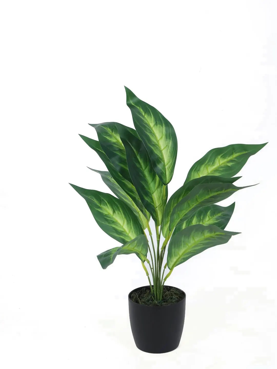 Artificial Green Dieffenbachia Plant (12 Leaves with Basic Black Pot 45 Cm Tall Pack of 2)