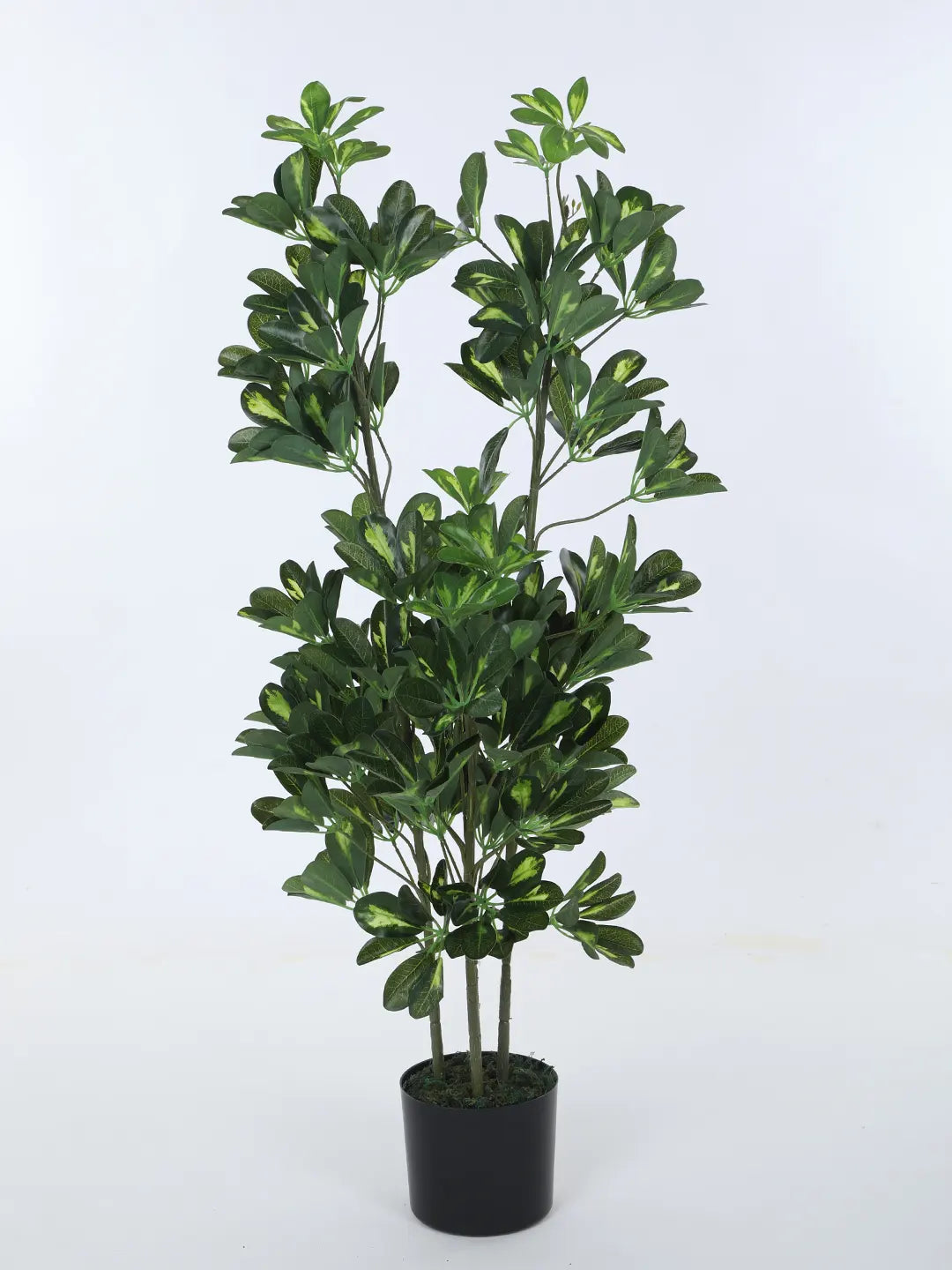 Artificial Midas Variegated Schefflera Plant with Basic Black Pot - 4 Feet