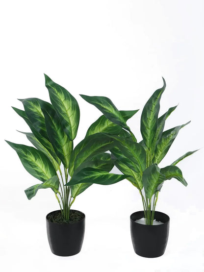 Artificial Green Dieffenbachia Plant (12 Leaves with Basic Black Pot 45 Cm Tall Pack of 2)