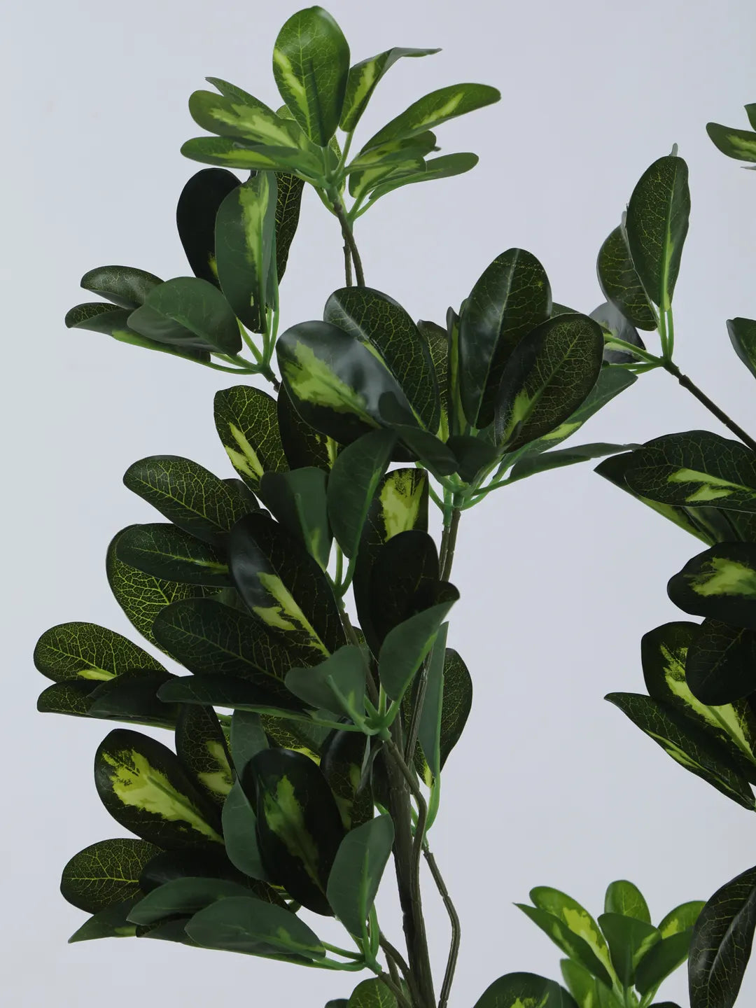 Artificial Midas Variegated Schefflera Plant with Basic Black Pot - 4 Feet