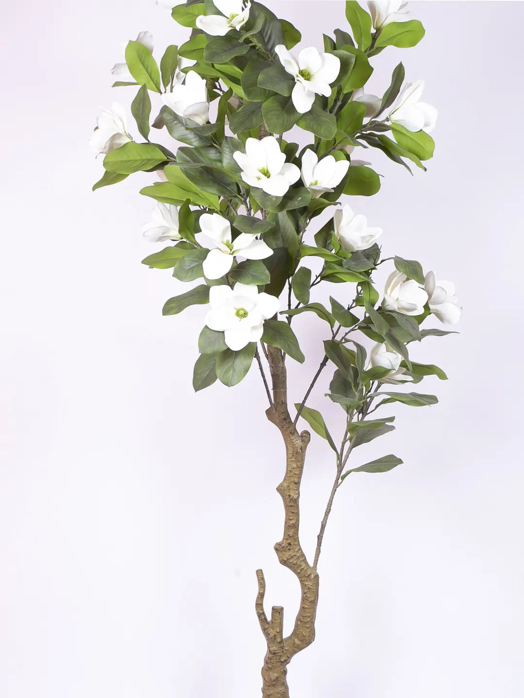 Artificial Magnolia Leaf Flowers Plant with Basic Black Pot - 200 cm Tall, White