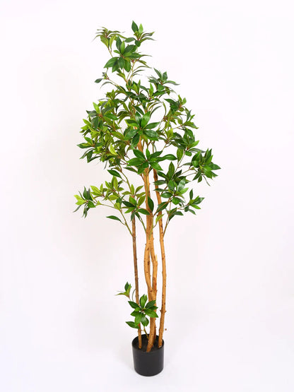 Artificial Midas Ruscus Lush Plant with Basic Black Pot - 5 Feet