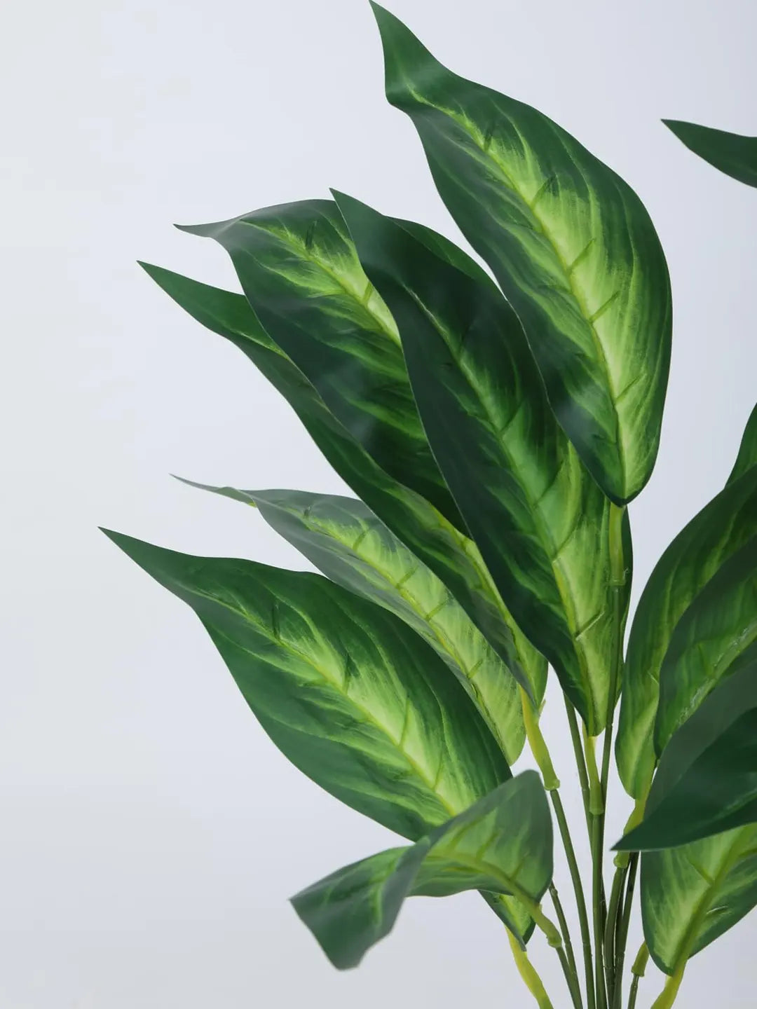 Artificial Green Dieffenbachia Plant (12 Leaves with Basic Black Pot 45 Cm Tall Pack of 2)