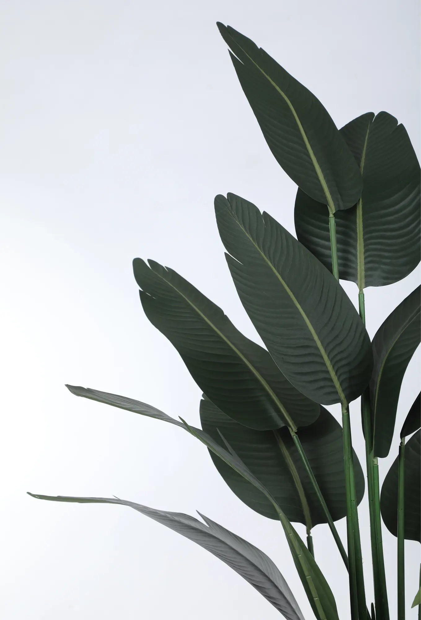 Artificial Cavendish Traveller Plant with Basic Black Pot - 6 Feet Tall, Dark Green Leaves