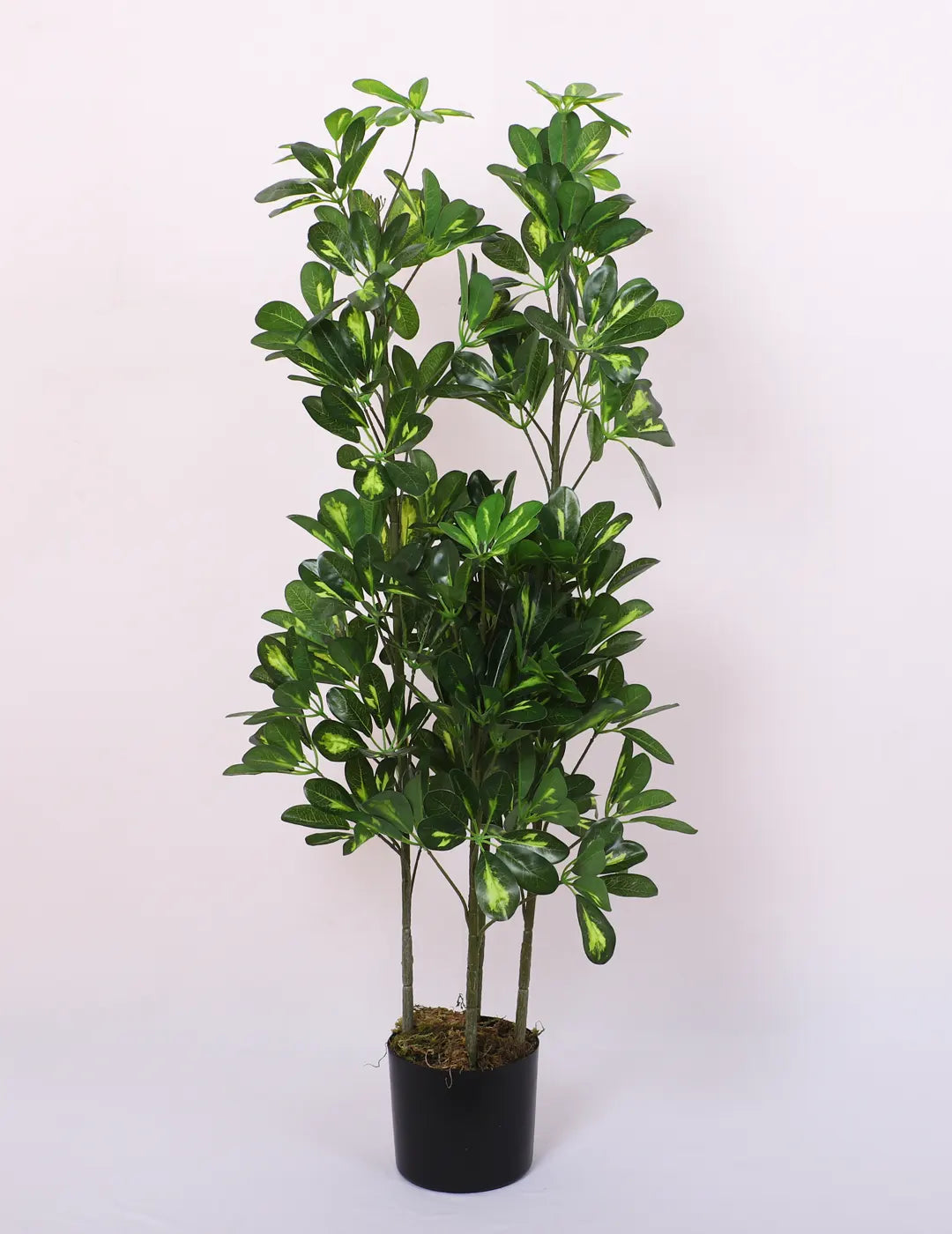 Artificial Midas Variegated Schefflera Plant with Basic Black Pot - 4 Feet