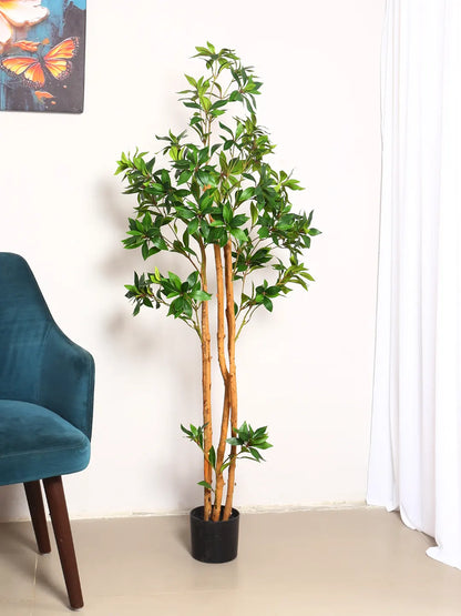Artificial Midas Ruscus Lush Plant with Basic Black Pot - 5 Feet