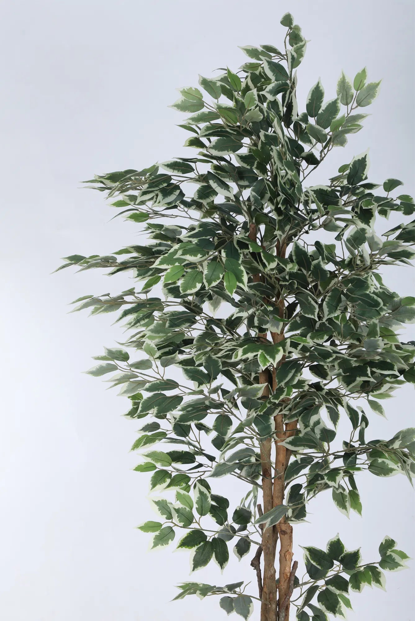 Artificial Variegated Dried Ficus Plant with Basic Black Pot - 6 Feet Tall Green Leaves