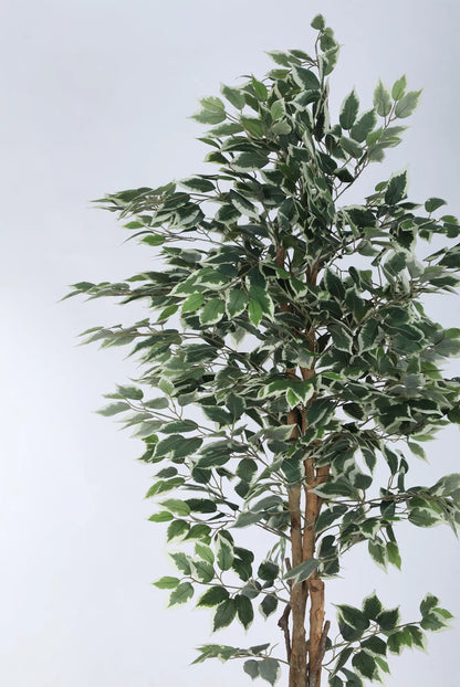 Artificial Variegated Dried Ficus Plant with Basic Black Pot - 6 Feet Tall Green Leaves
