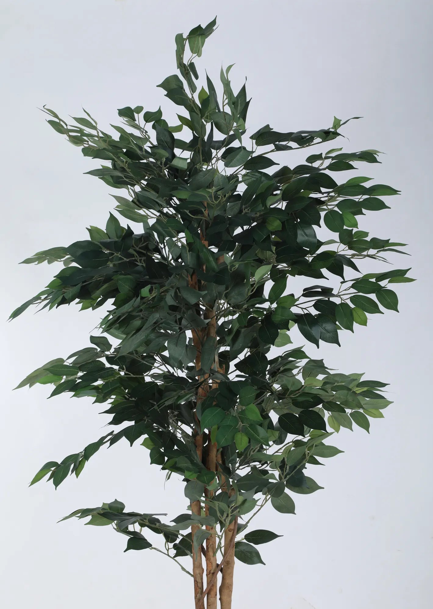 Artificial Green Dried Ficus Plant with Basic Black Pot - 6 Feet Tall Green Leaves