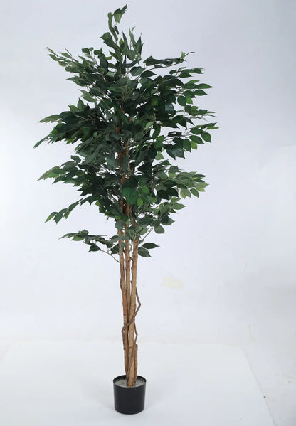 Artificial Green Dried Ficus Plant with Basic Black Pot - 6 Feet Tall Green Leaves