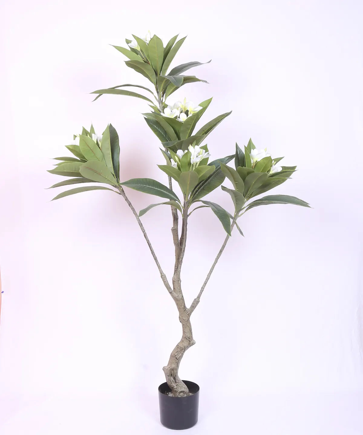 Artificial Magnolia Leaf Flowers Plant with Basic Black Pot - 150 cm Tall, White