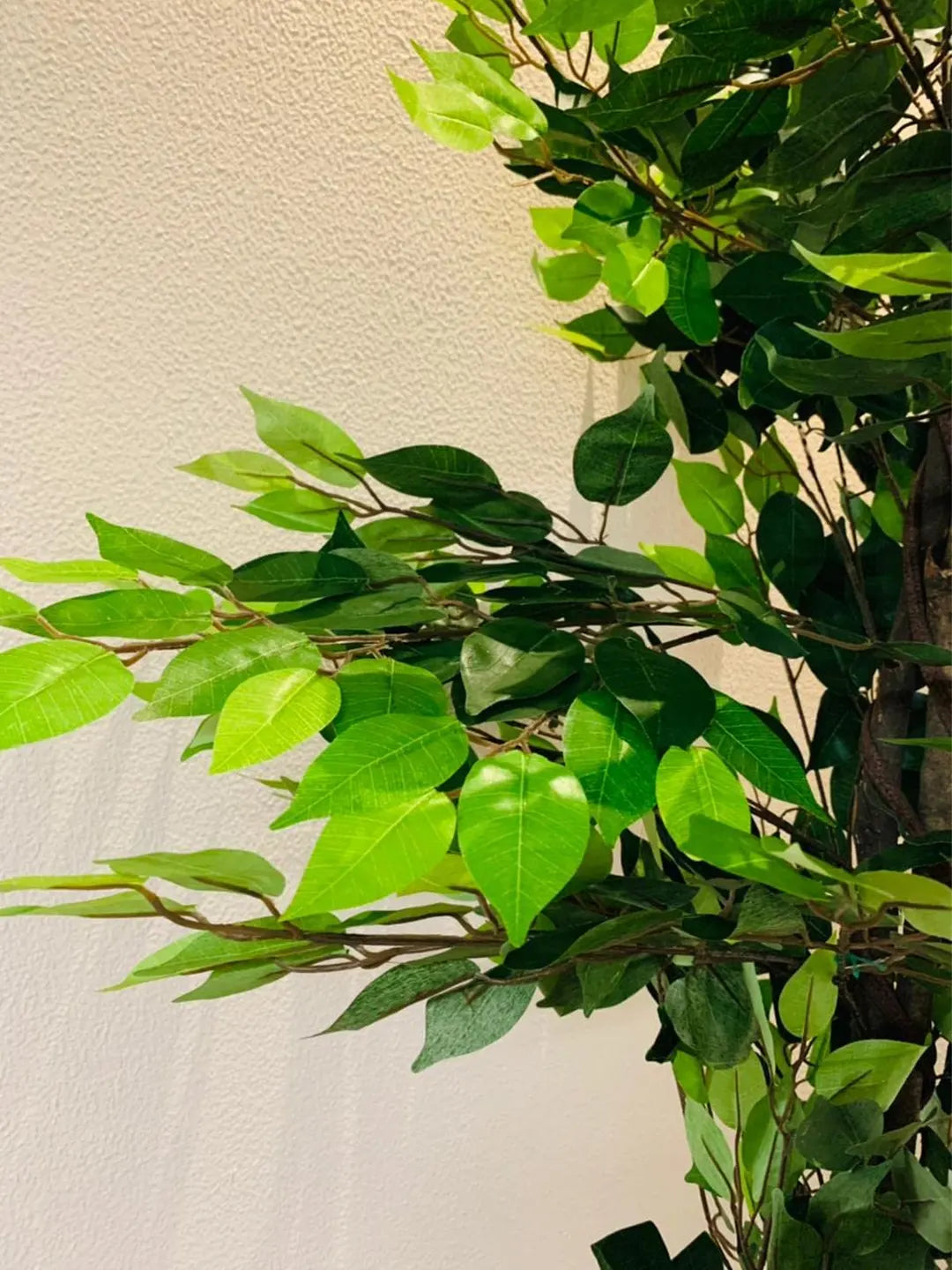 Artificial Green Dried Ficus Plant with Basic Black Pot - 6 Feet Tall Green Leaves