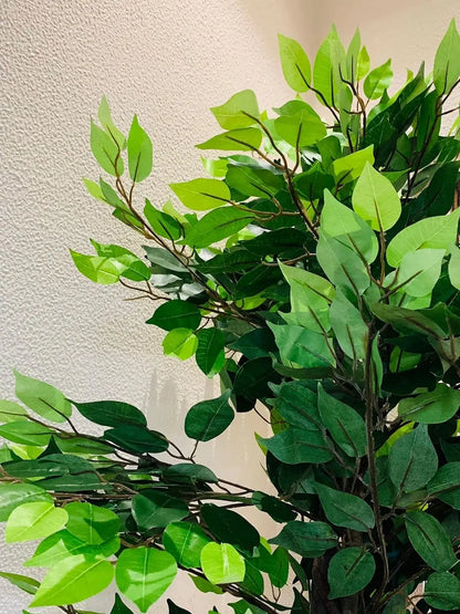 Artificial Green Dried Ficus Plant with Basic Black Pot - 6 Feet Tall Green Leaves