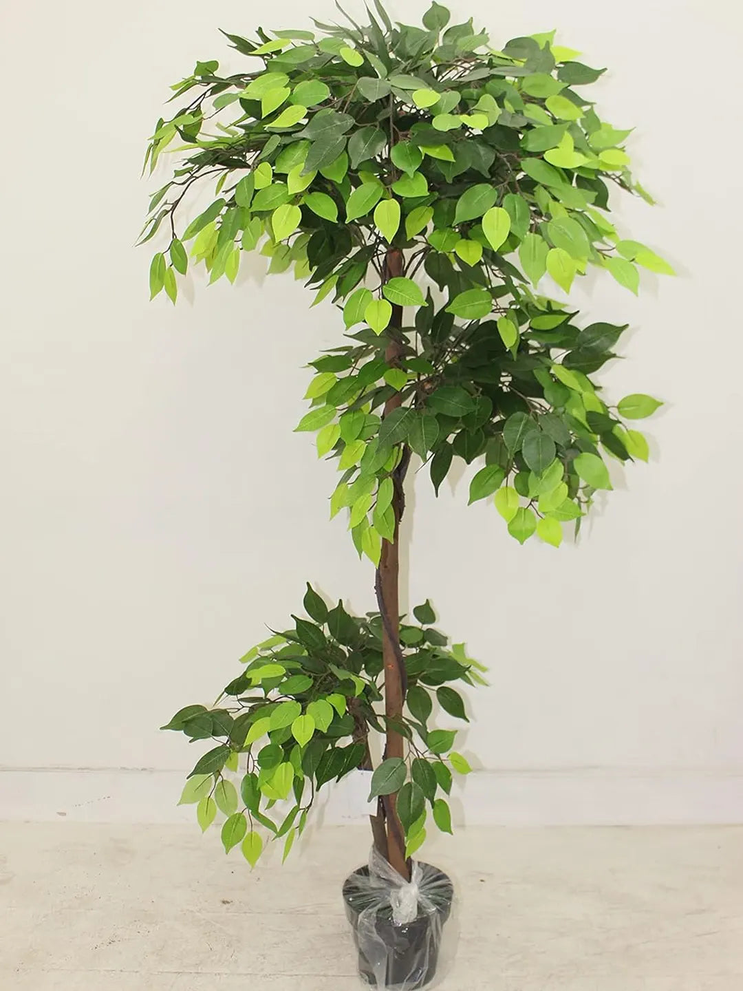Artificial Green Dried Ficus Plant with Basic Black Pot - 6 Feet Tall Green Leaves
