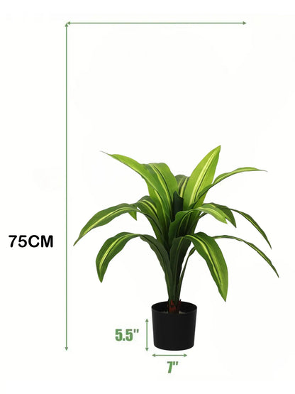 Artificial Variegated Dracaena Plant - 2.4 Feet - With Pot