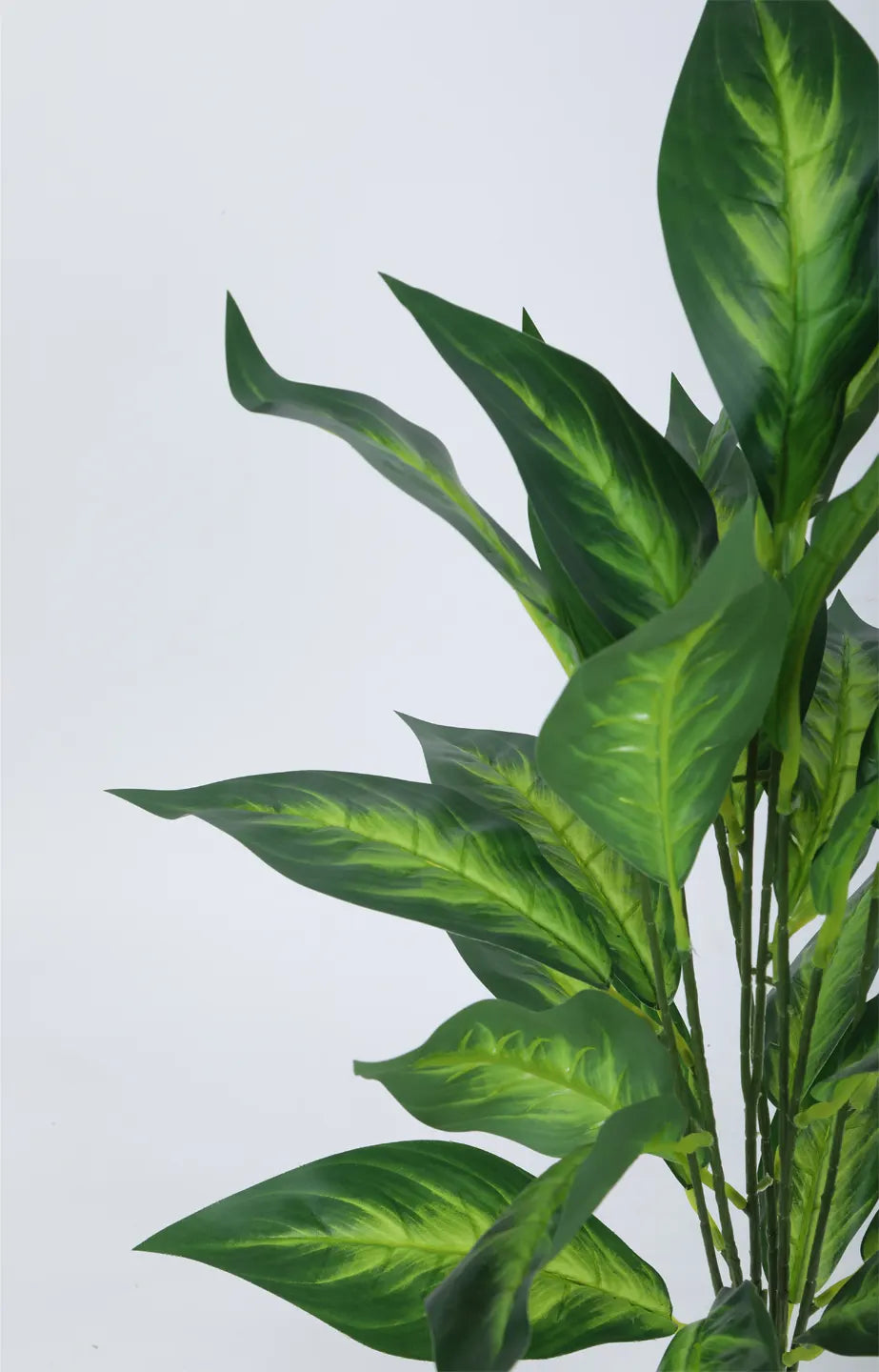 Artificial Green Dieffenbachia Plants for Interior Decor/Home Decor/Office Decor|26 Leaves (with Pot, 70 cm Tall)