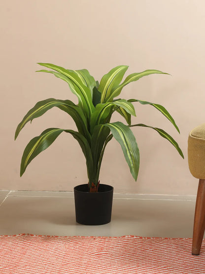 Artificial Variegated Dracaena Plant - 2.4 Feet - With Pot