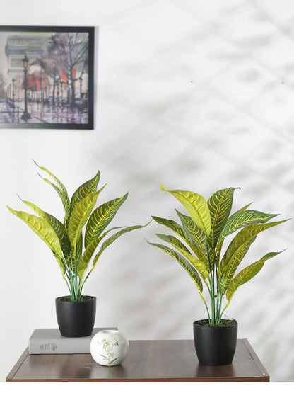 Artificial Yellow Iceton Croton Plant (12 Leaves with Basic Black Pot 45 Cm Tall Pack of 2)