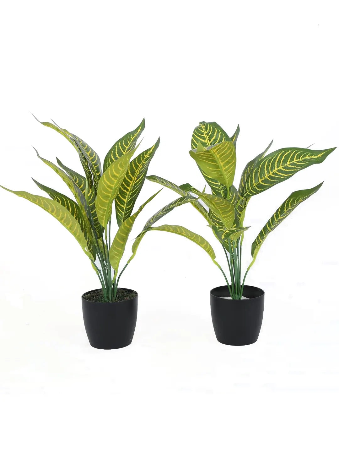 Artificial Yellow Iceton Croton Plant (12 Leaves with Basic Black Pot 45 Cm Tall Pack of 2)