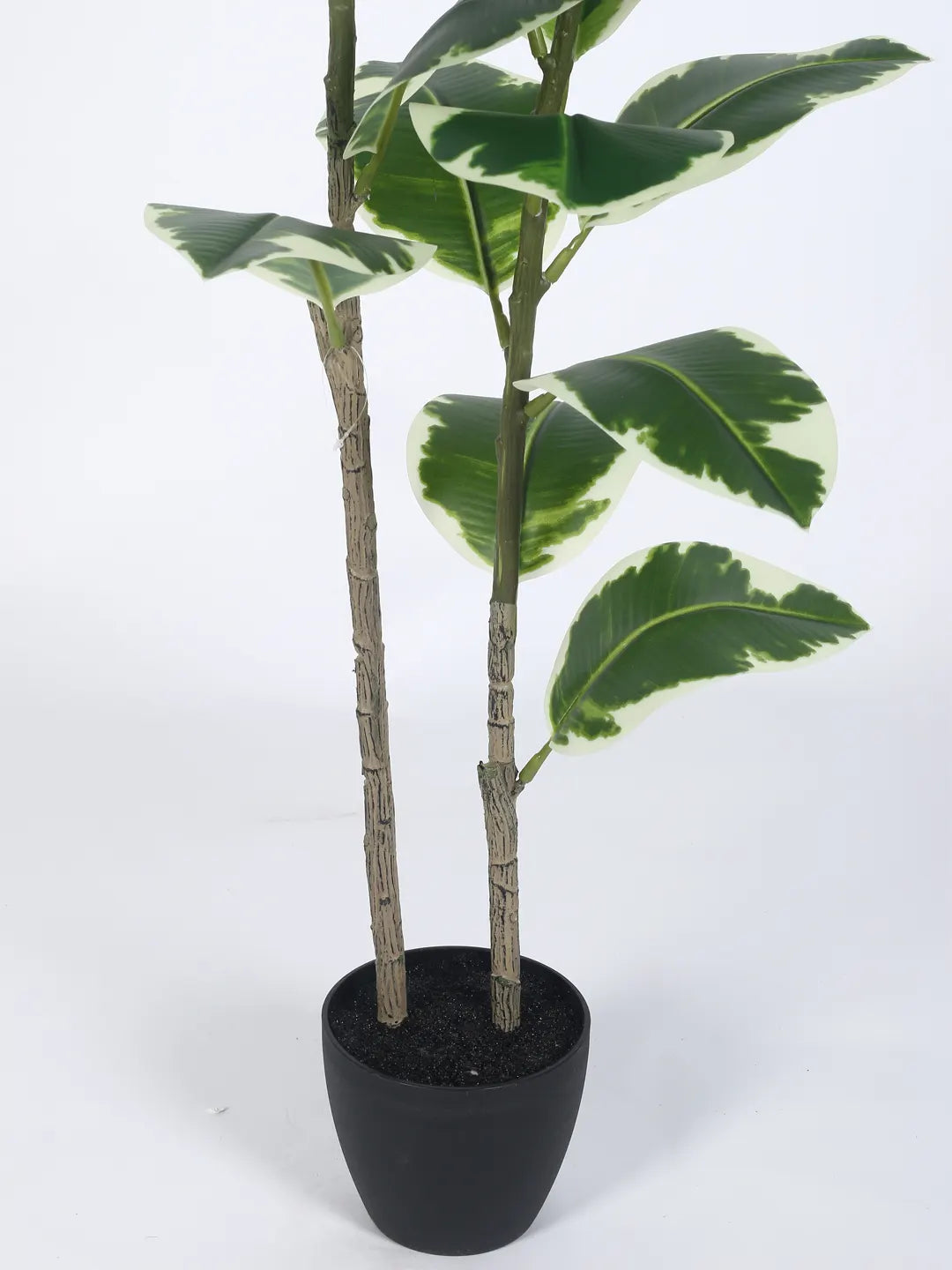 Artificial Variegated Rubber Plant with Basic Black Pot - 4 Feet