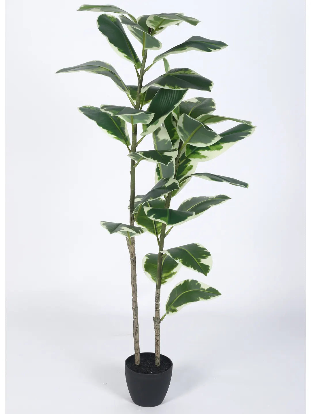 Artificial Variegated Rubber Plant with Basic Black Pot - 4 Feet