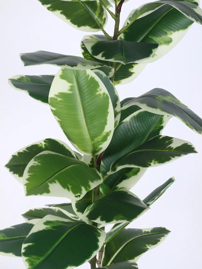 Artificial Variegated Rubber Plant with Basic Black Pot - 4 Feet