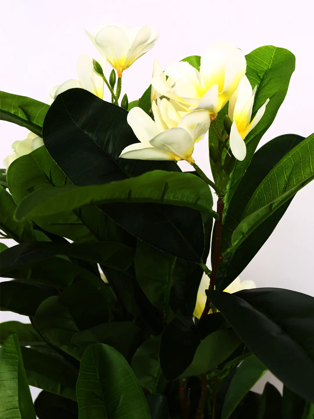 Artificial Frangipani Bloom Plant with Basic Black Pot - 4.5 Feet Green/White