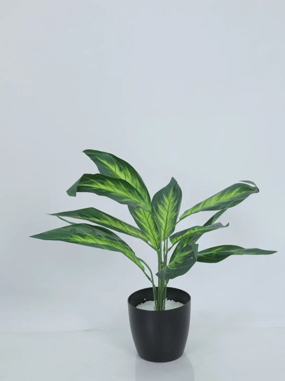 Artificial Green Dieffenbachia Plant (12 Leaves with Basic Black Pot 45 Cm Tall)