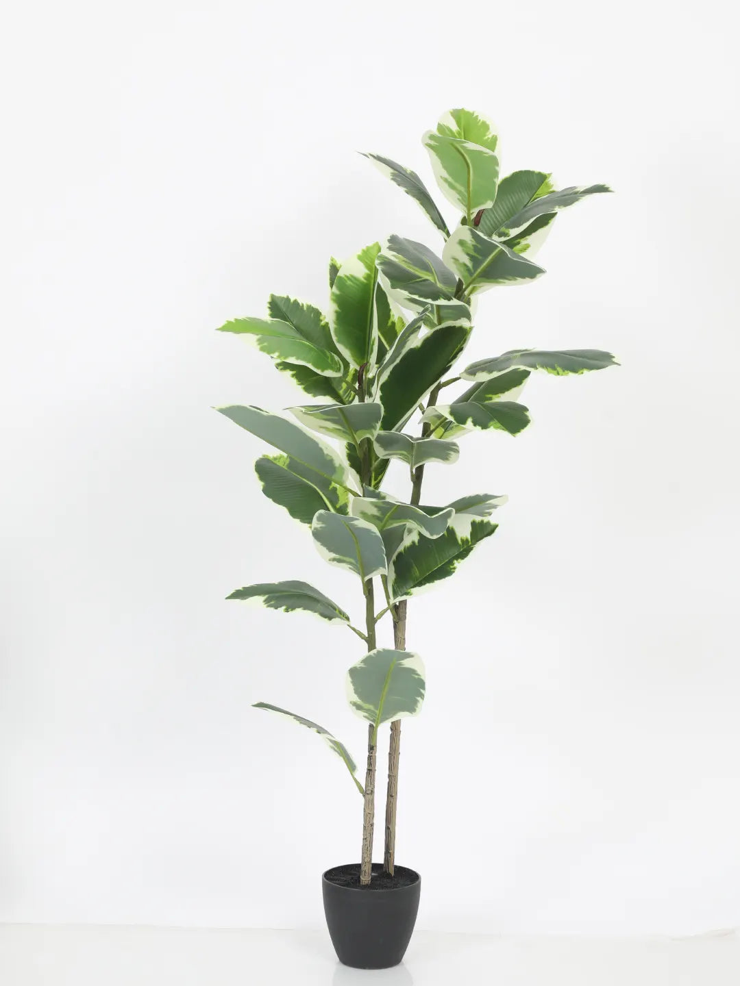 Artificial Variegated Rubber Plant with Basic Black Pot - 4 Feet