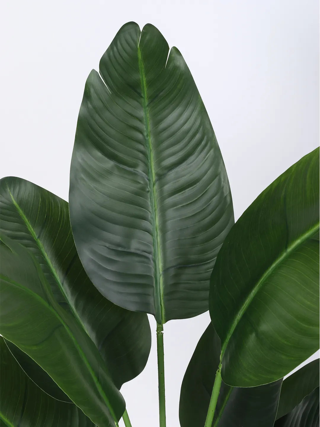 Artificial Cavendish Traveller Banana Plant  with Basic Black Pot - 4 feet Green